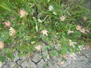 Trifolium fucatum Plant